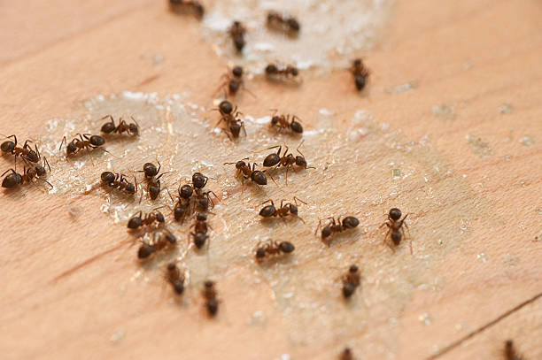 Best Exterminator Services  in Medina, TN